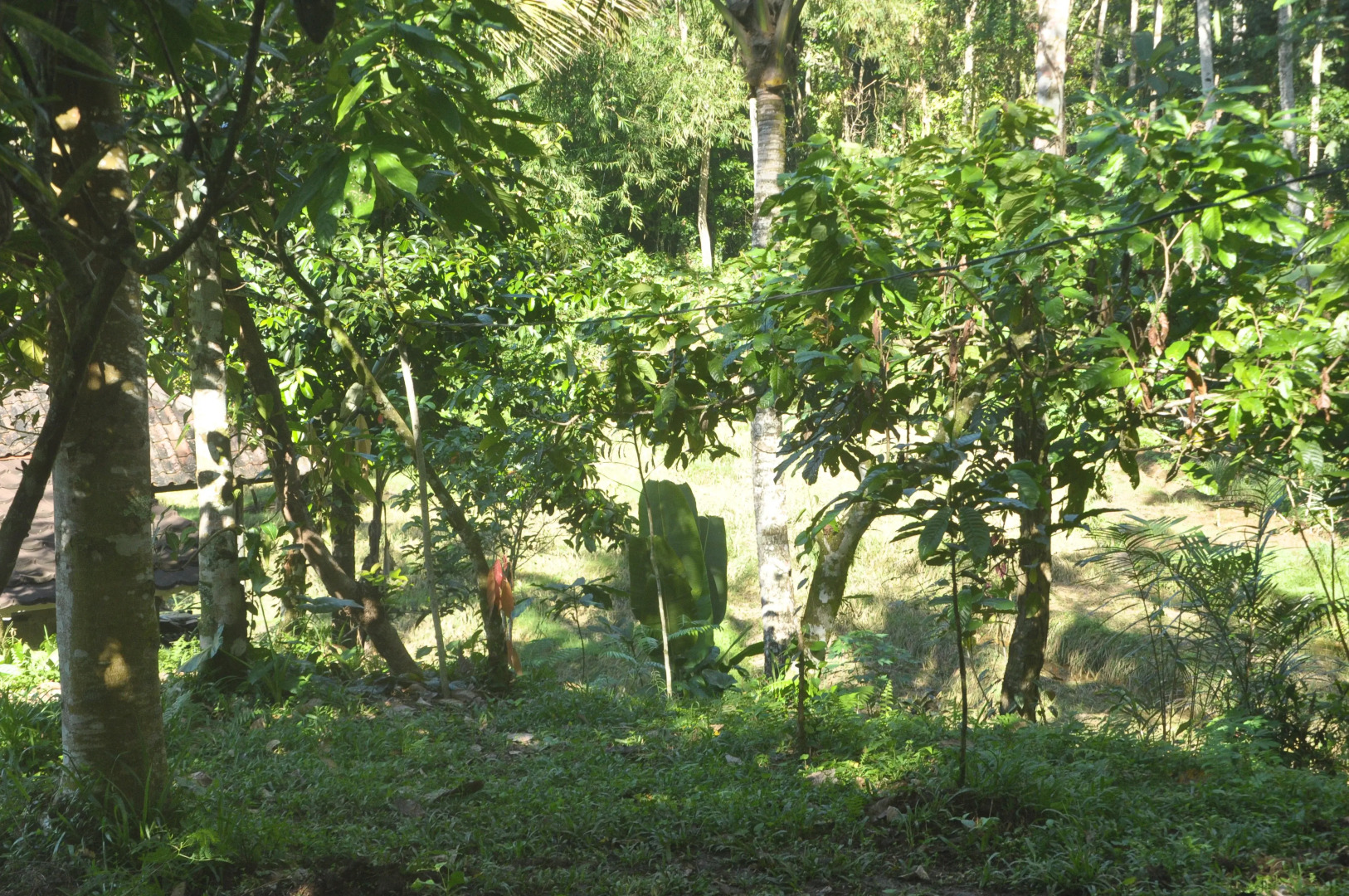 Хостел Tepi Sawah lodge