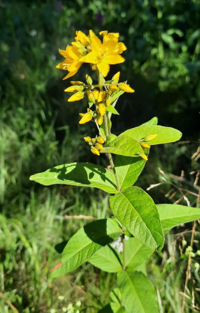 Апартаменты в центре города Евпатории