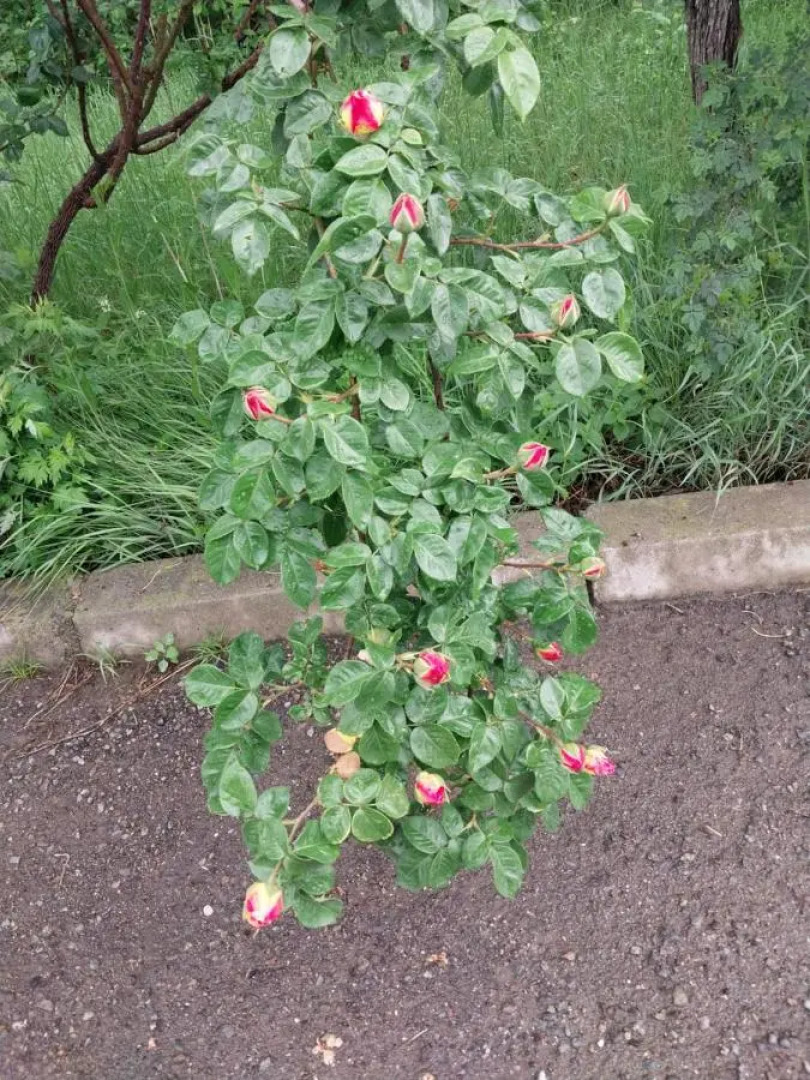 Гостевой дом Gala Guesthouse