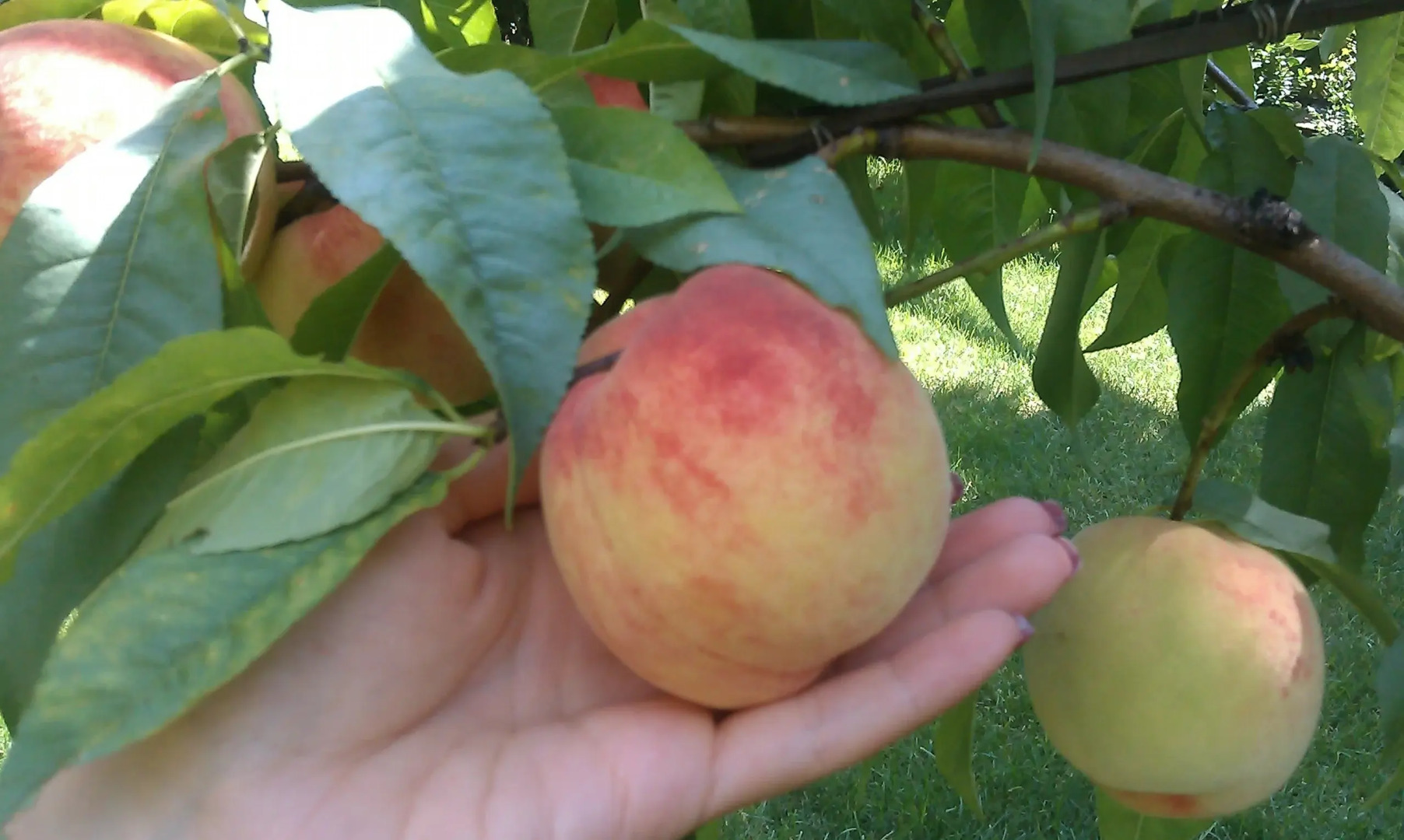 Апарт-Отель Южный Дворик