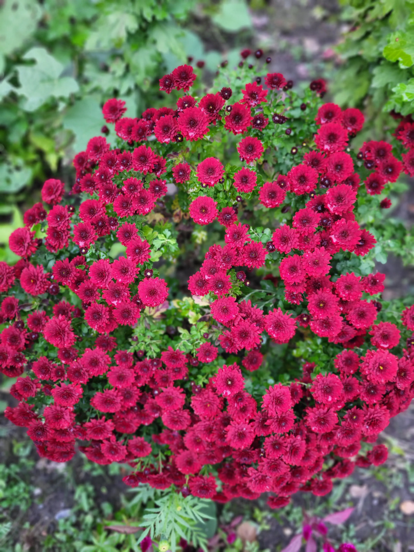 Хостел Gabala Garden