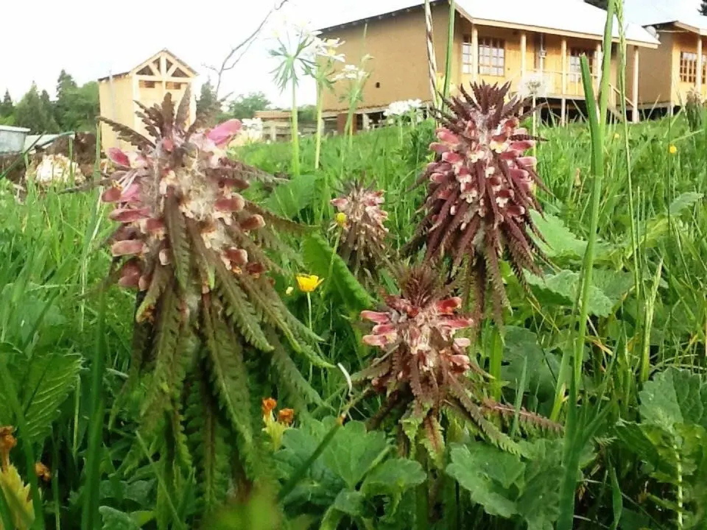 Ферма Колхидские Ворота