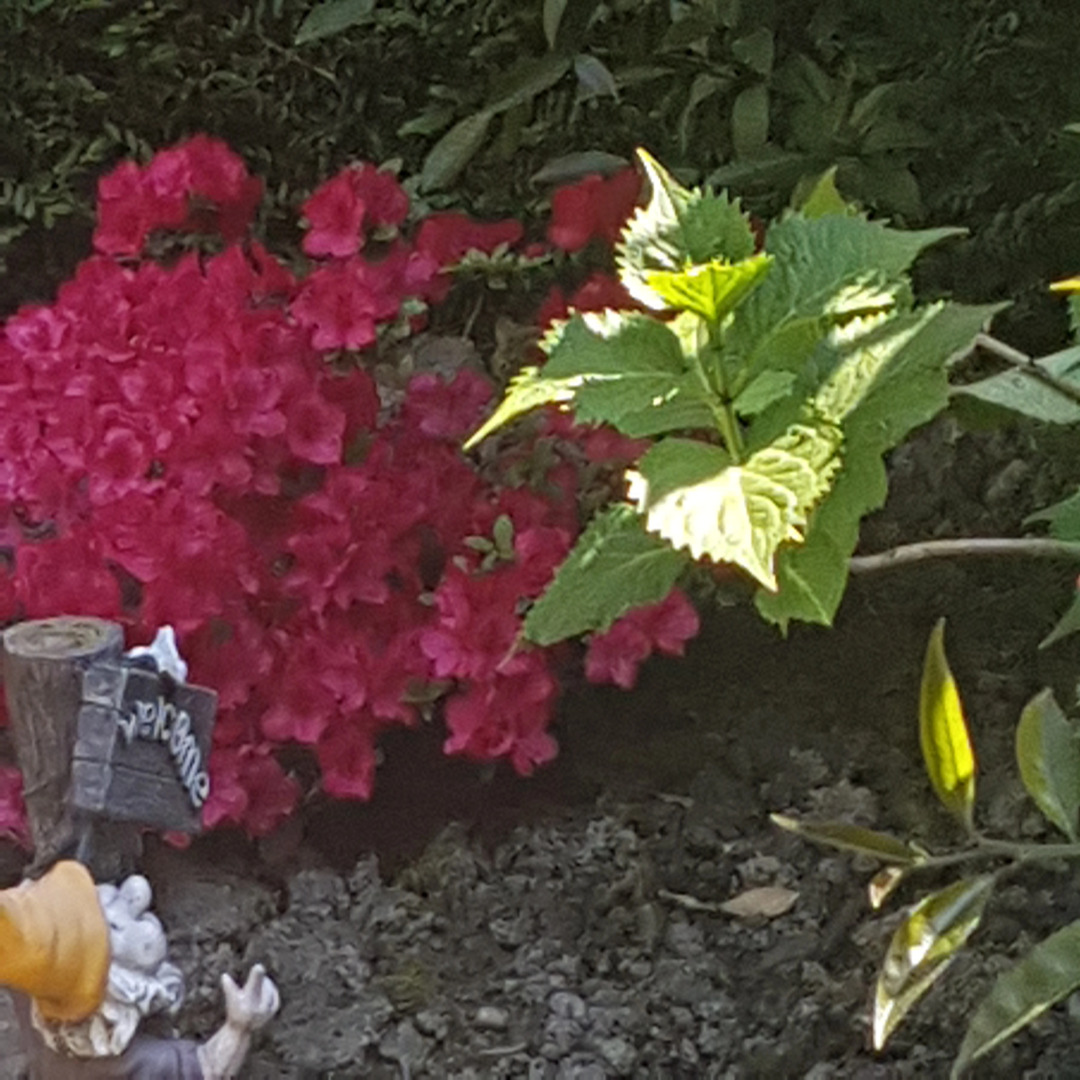 Отель Алая Роза