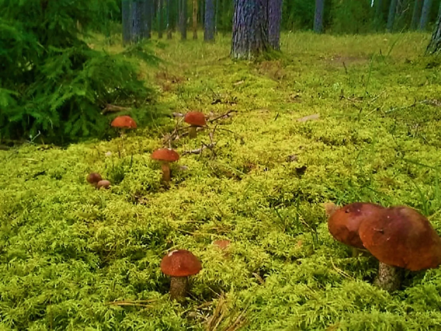 Частный Дом в Турбазе Чайка у Озера