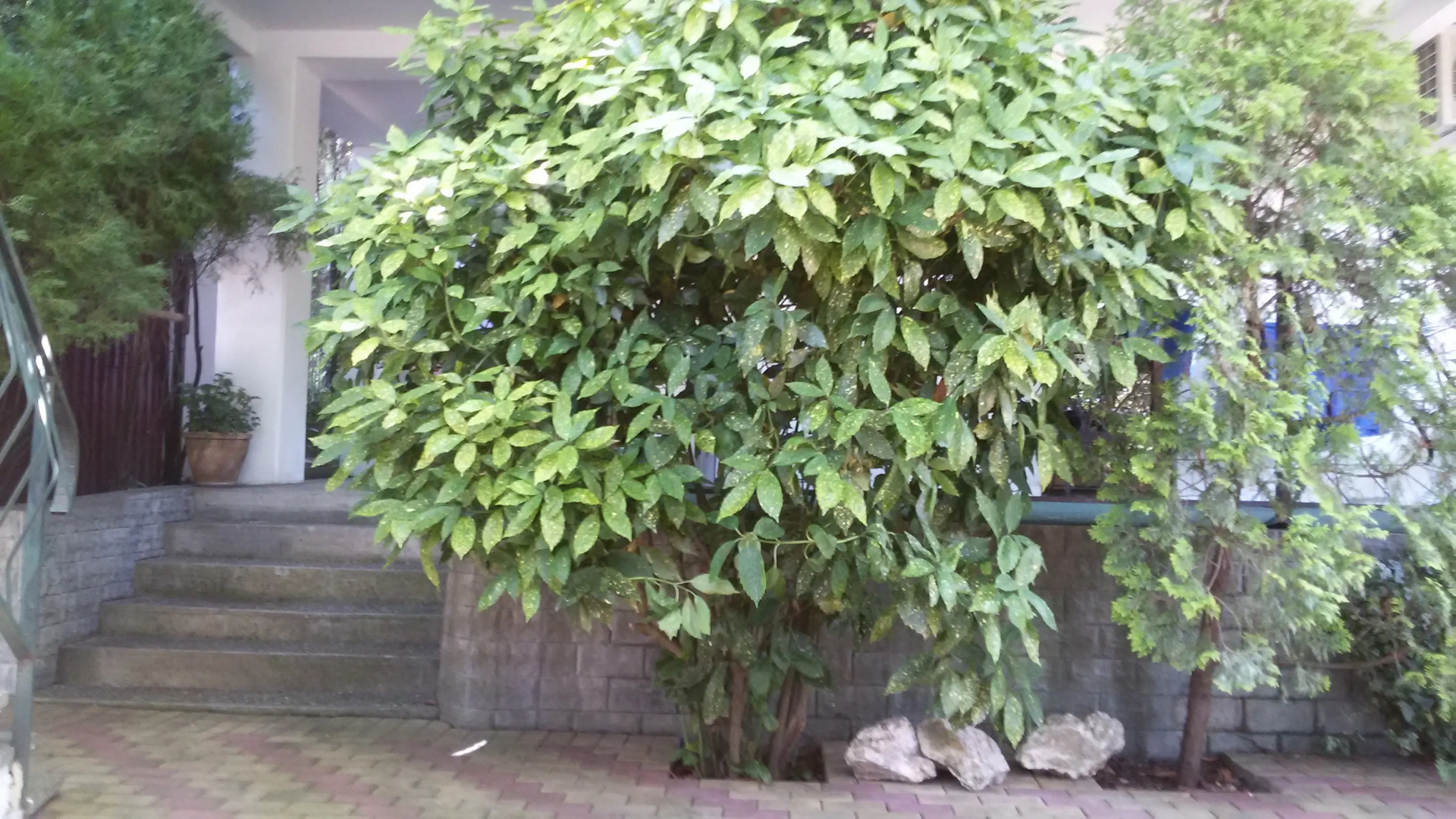 Гостевой дом Эвкалипт