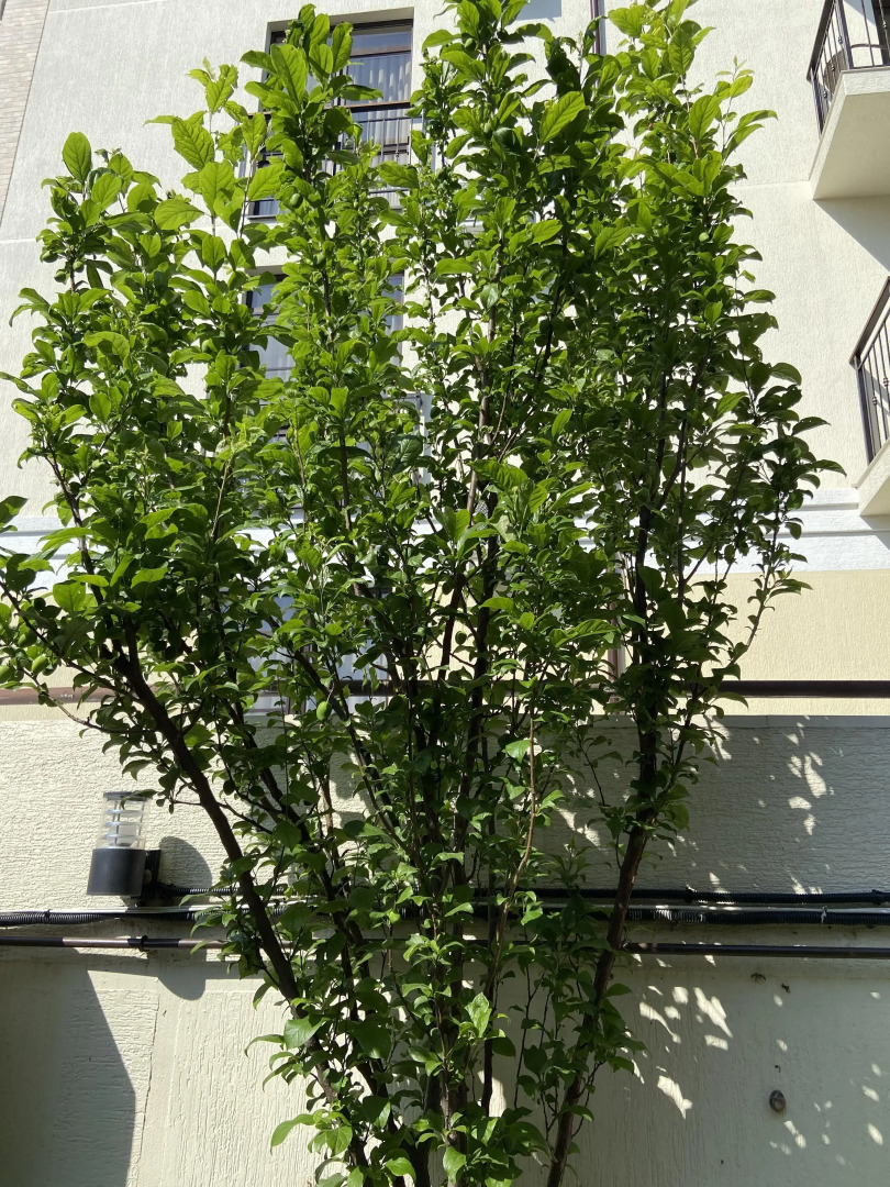 Гостевой дом Геленджикский дворик