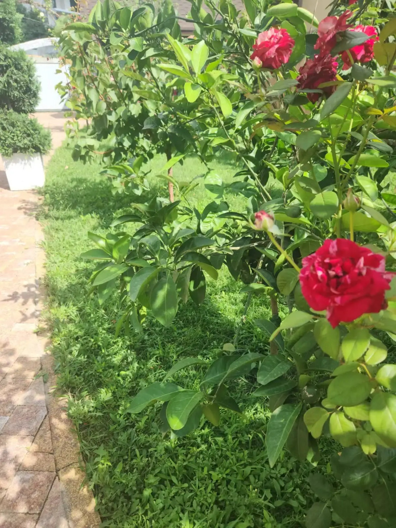 Апартаменты в Сириусе с видом на море и Олимпийский парк