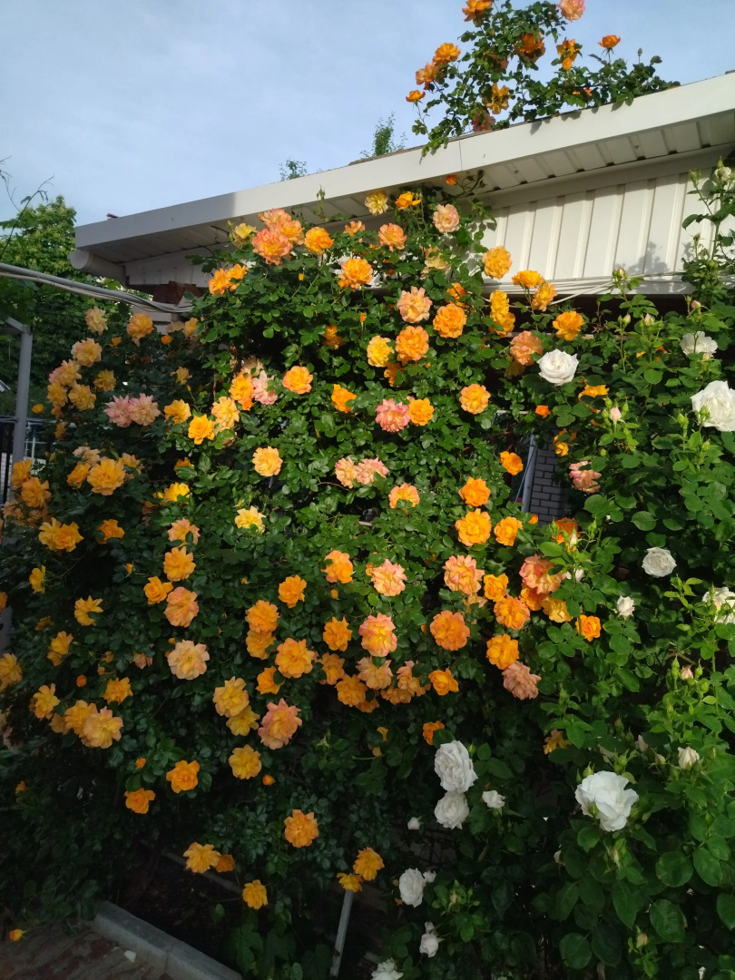 Гостевой Дом Елена