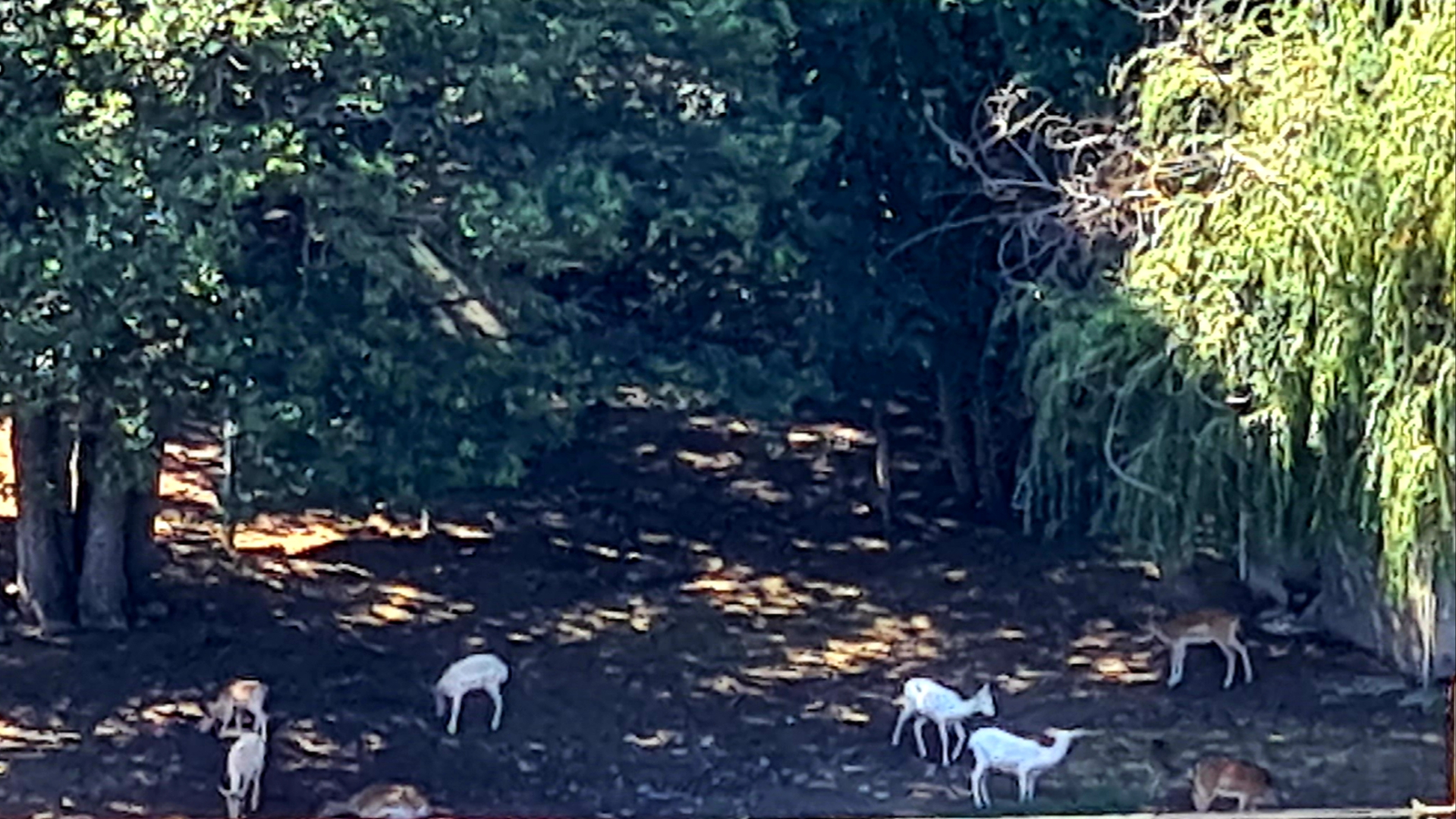 Nature View Designer Studio