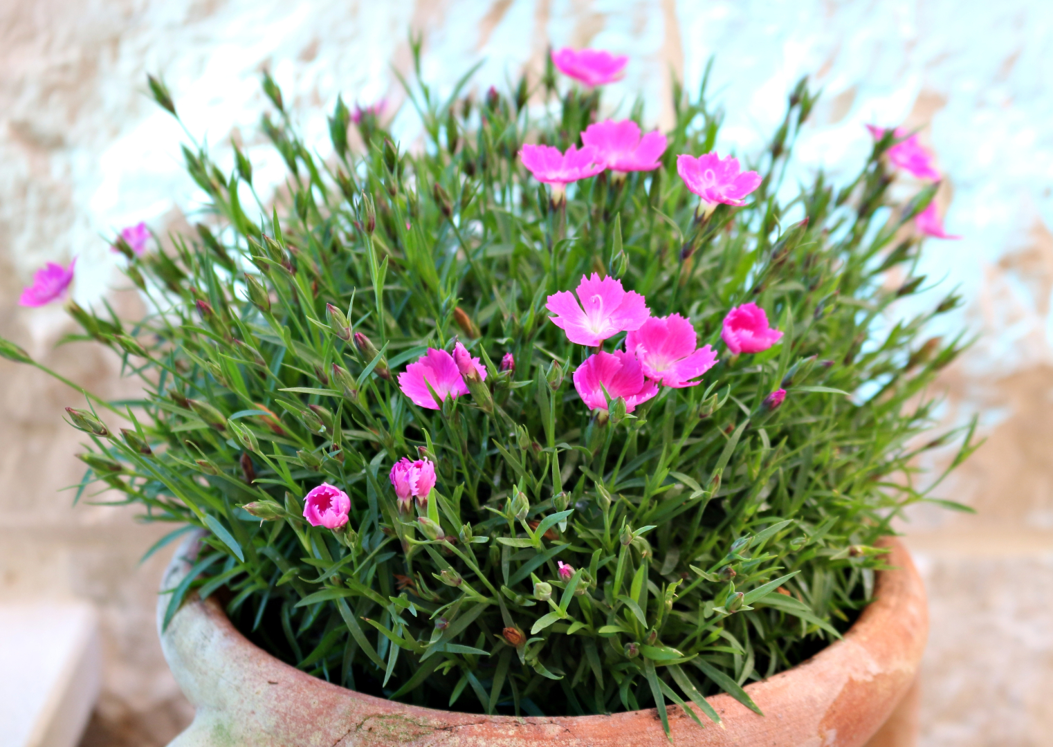 Апартаменты MiraMare-adriatica