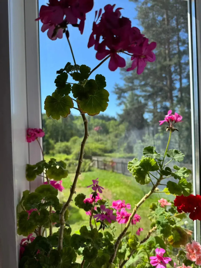 Дом у сосен