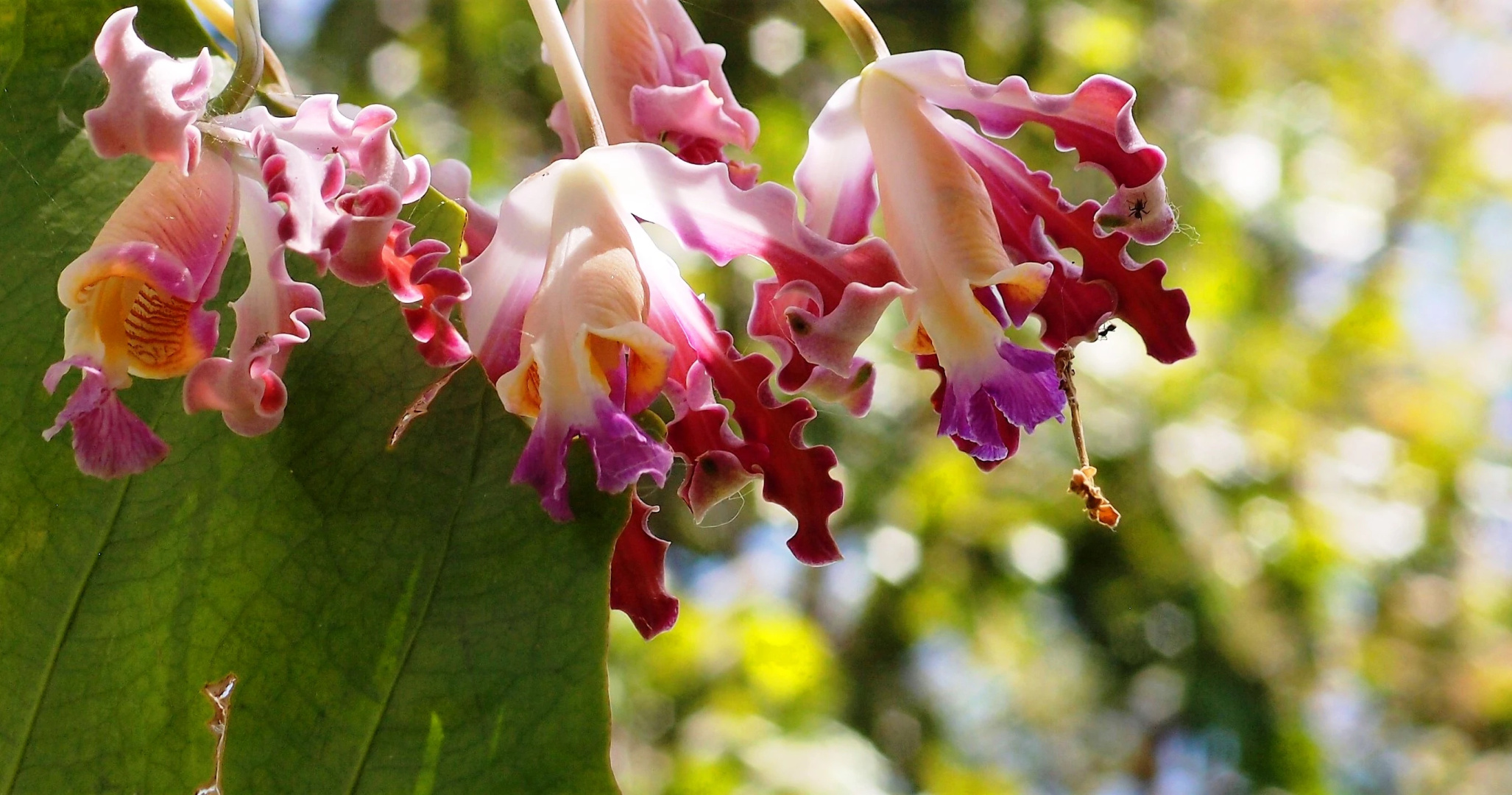 Бутик-отель Zopango Orchids Island