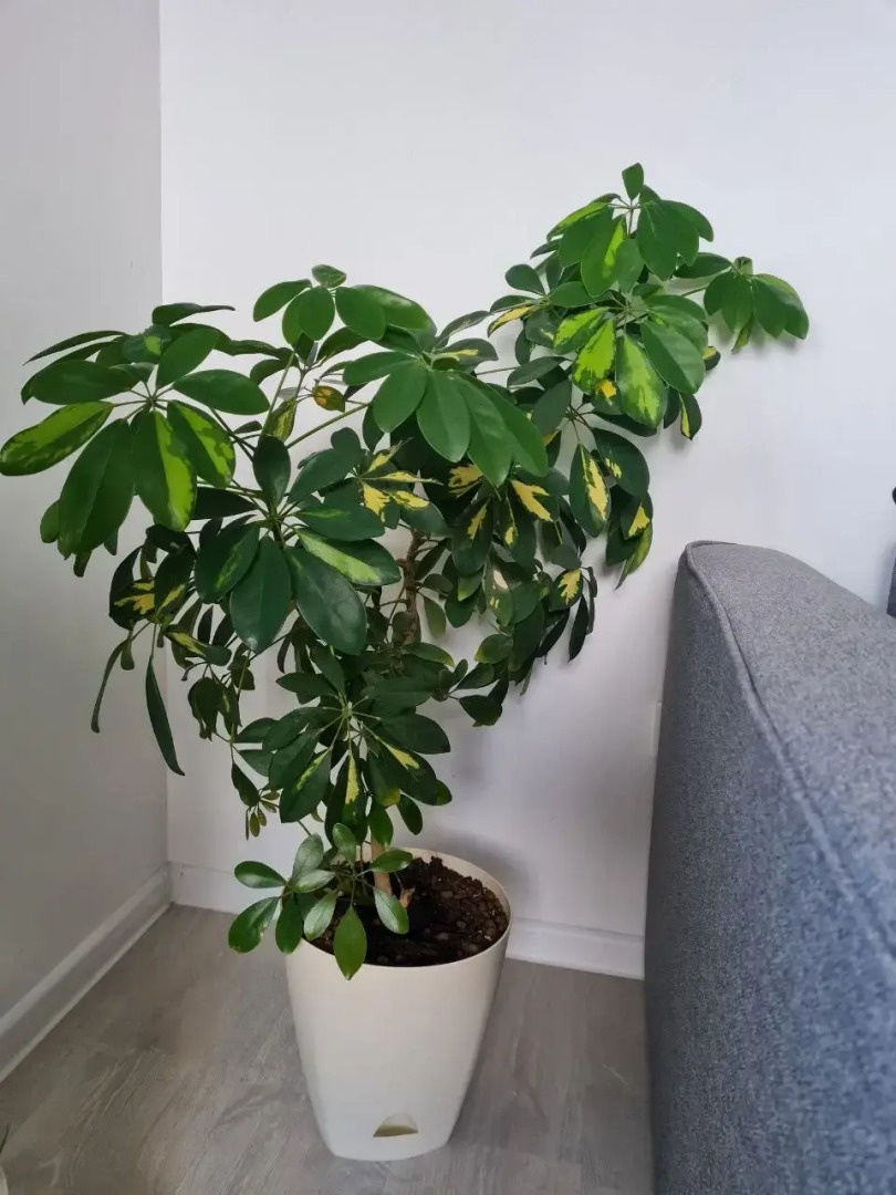 Апартаменты Olivinn с видом на Онежское озеро