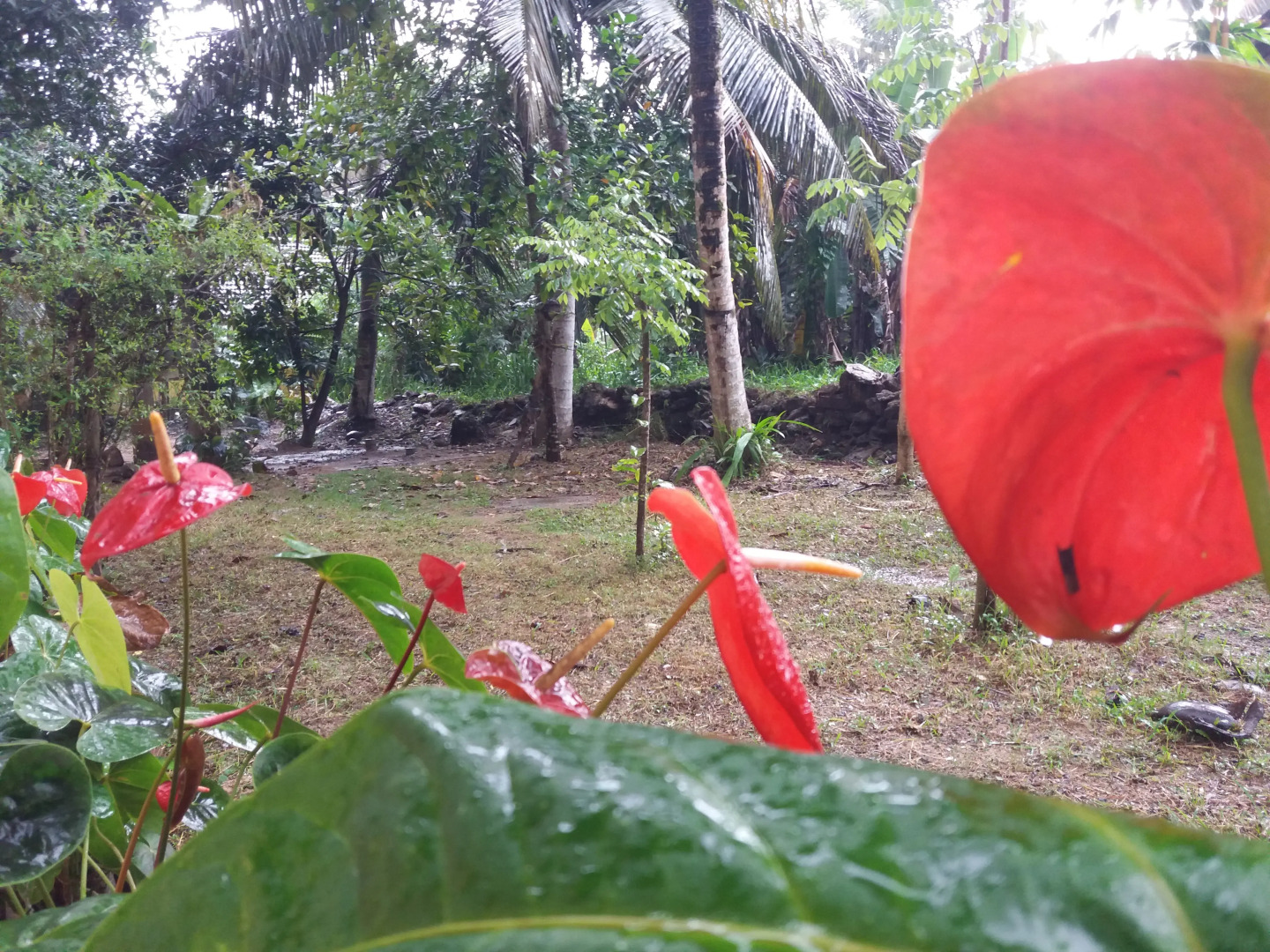 Апартаменты Villa Four Seasons 2 - One bedroom