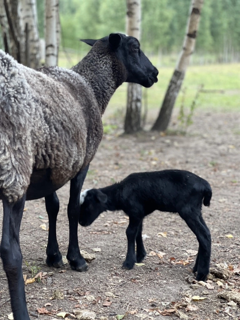 База отдыха ZAгород