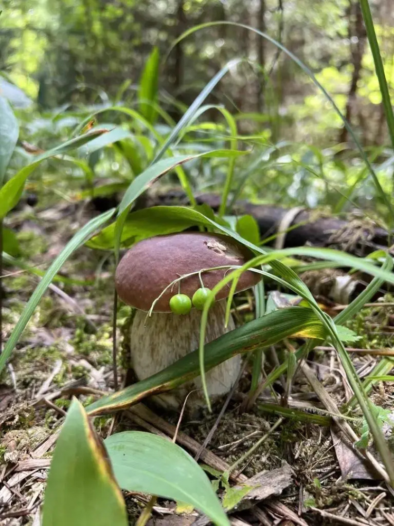 Частный дом Веселые гуси 1