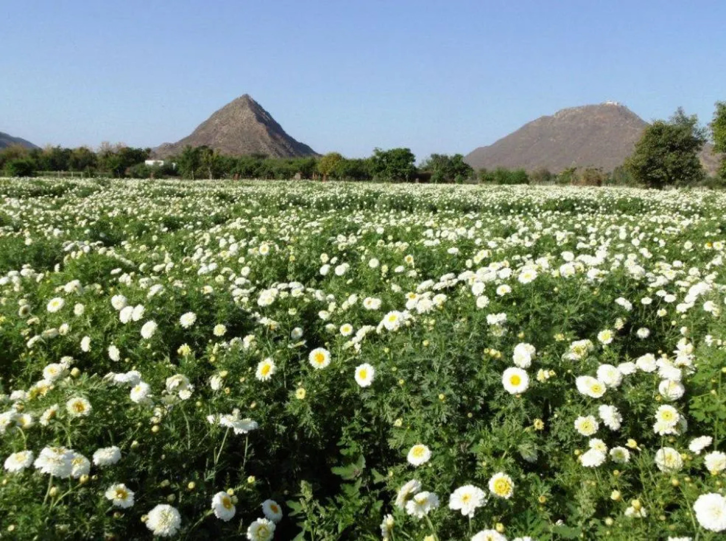 Отель The Country Side Resort