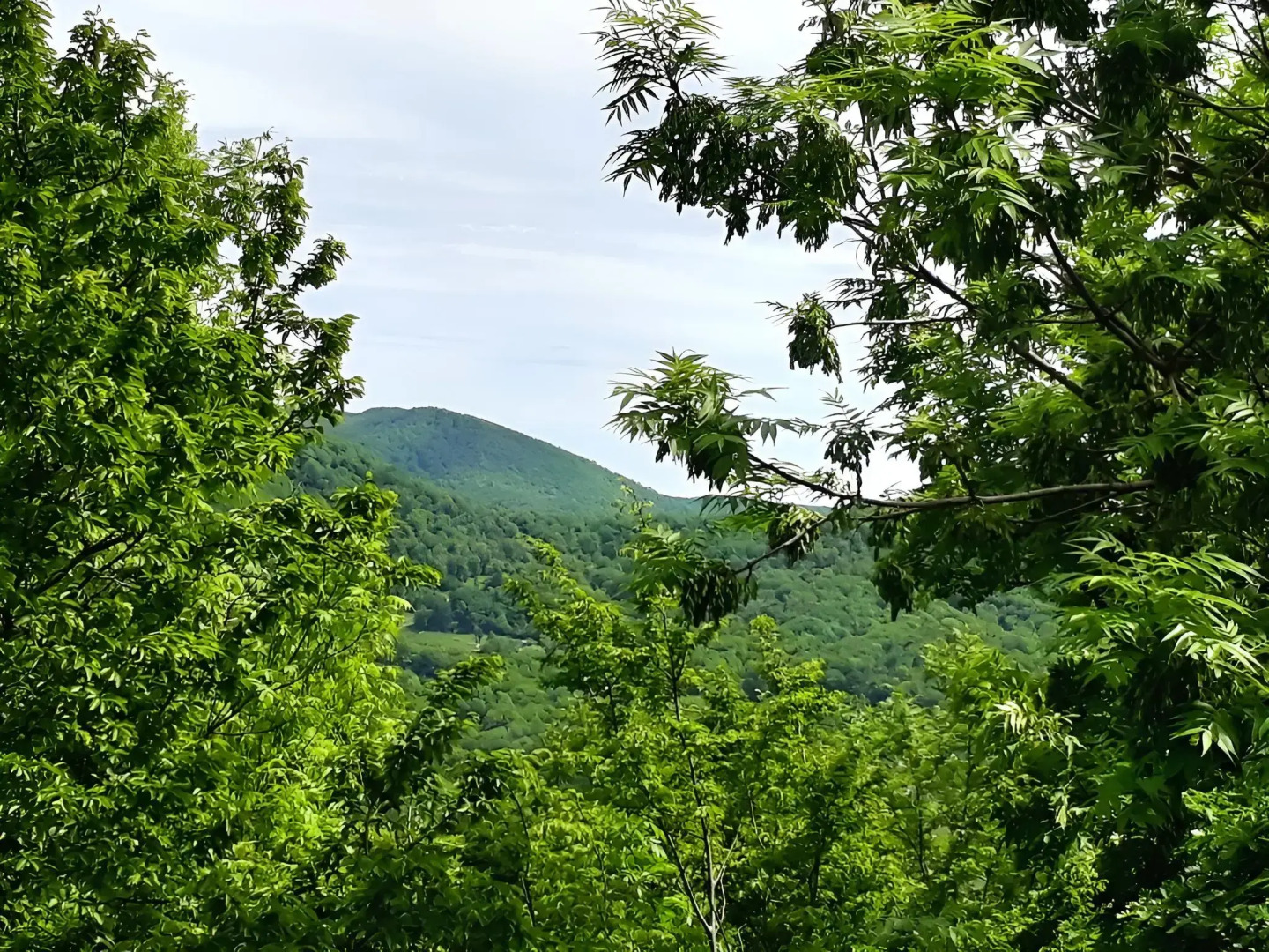 Гостевой дом В Лесу у Моря