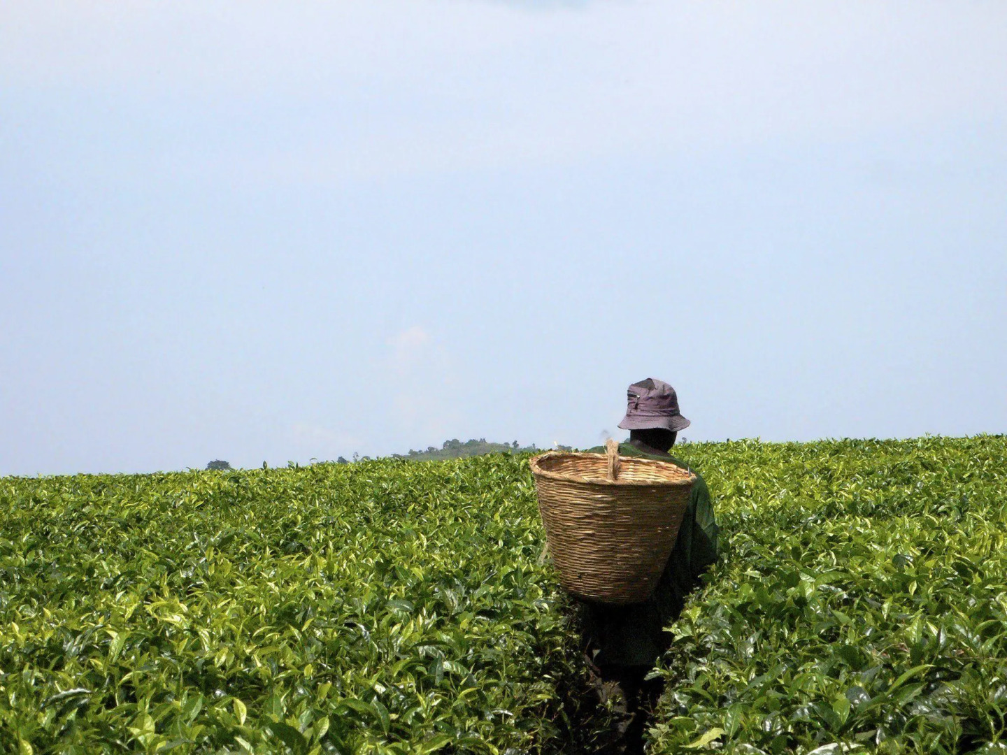 Отель Sheraton Kampala