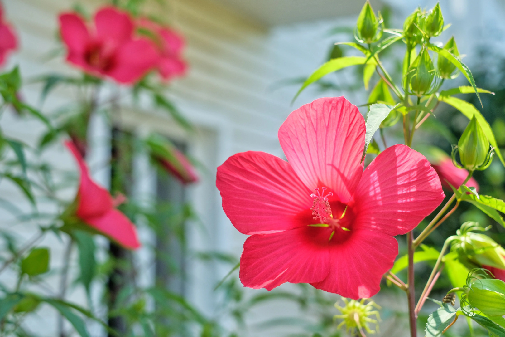 Гостевой дом Век