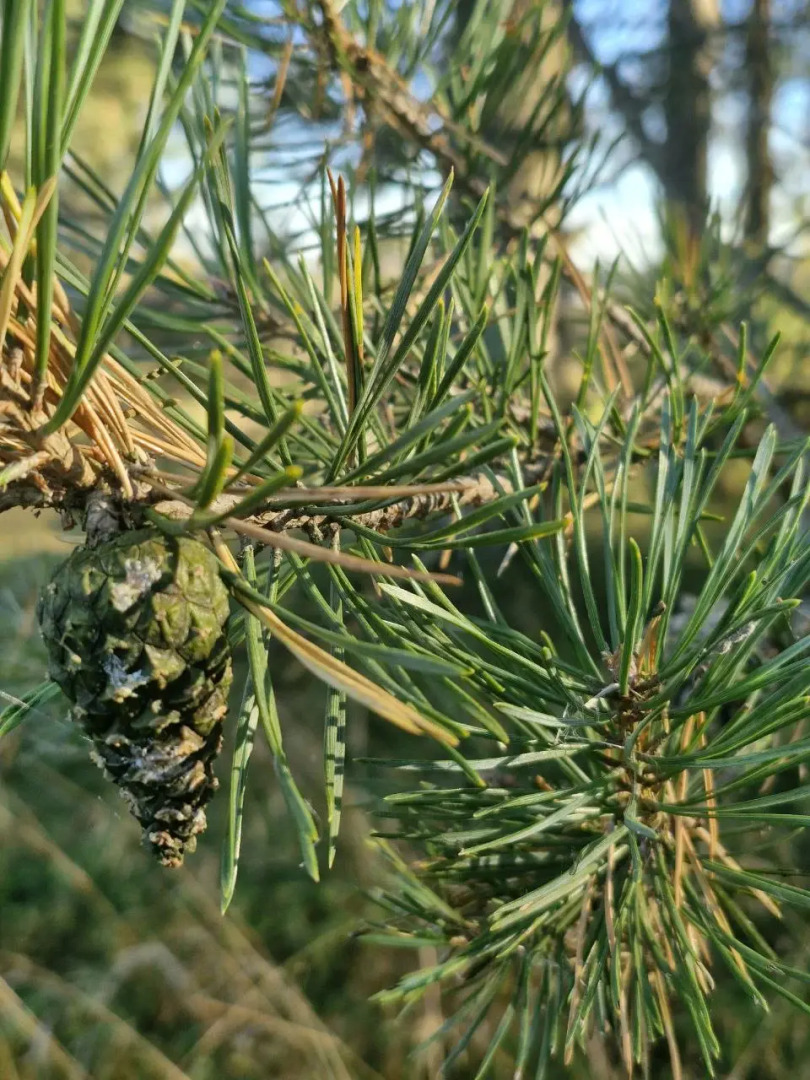 Частный дом Уединение в лесу