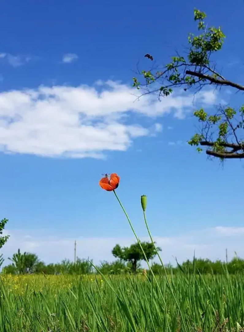 Гостевой дом Хутор Хоботок