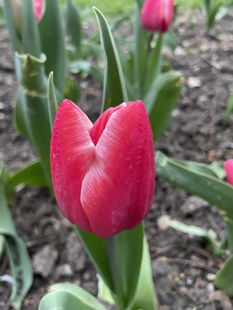 Гостевой дом Геленджикский дворик