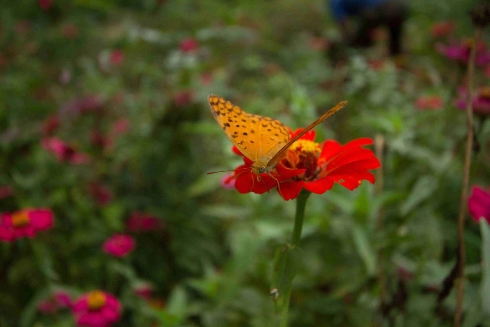 Жилое помещение Pugdundee Safaris-king lodge