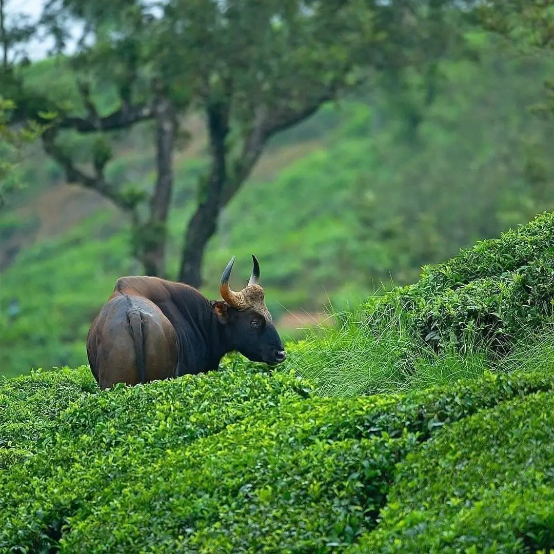 Moon Hill Resort Munnar ( Nature Retreat )