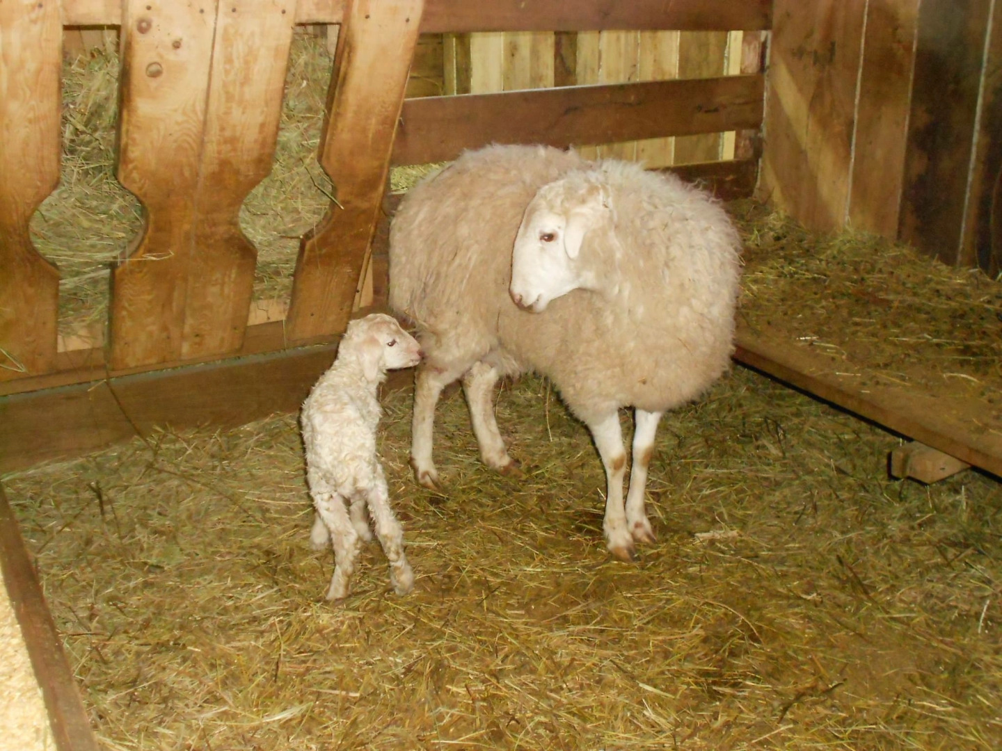 Ферма Колхидские Ворота