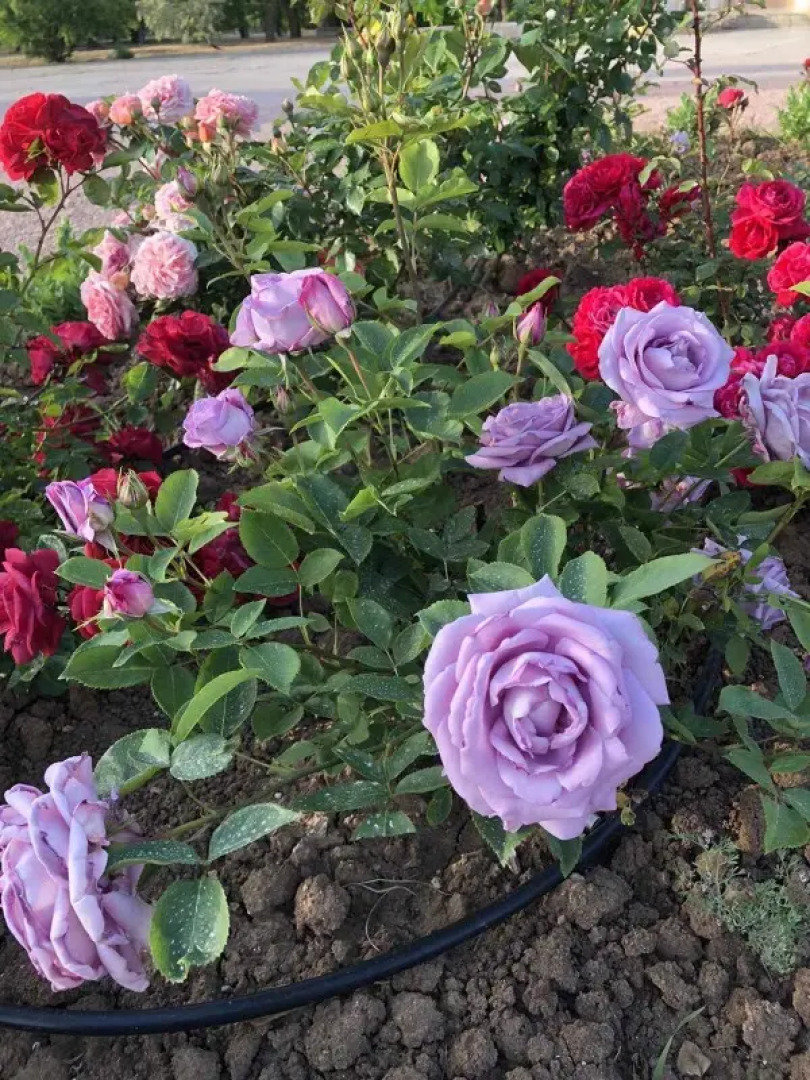 Санаторий Международный Детский Медицинский Центр Чайка