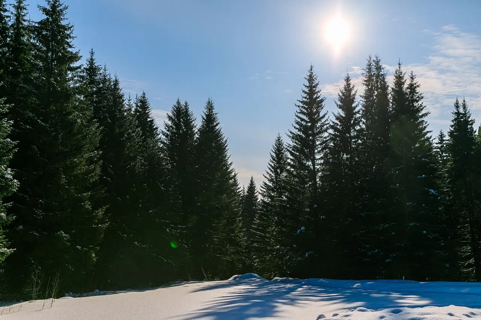 Глэмпинг Опушка Дом среди деревьев
