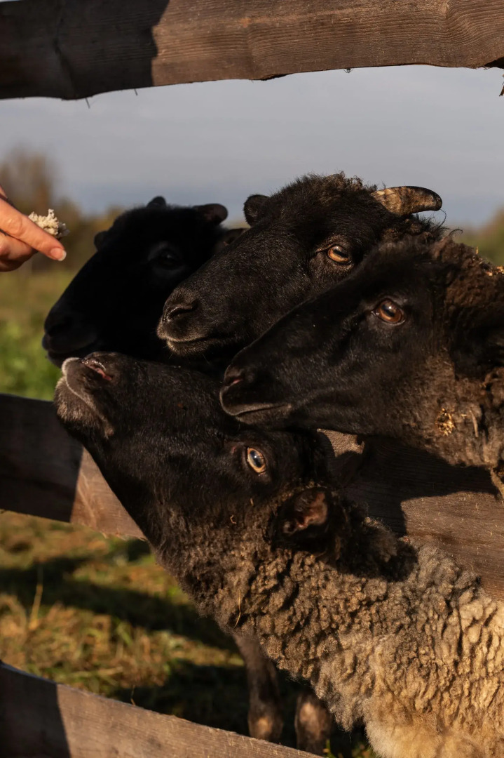 Частный дом Панорамные мини-домики на ферме Nomad Houses в Браславе