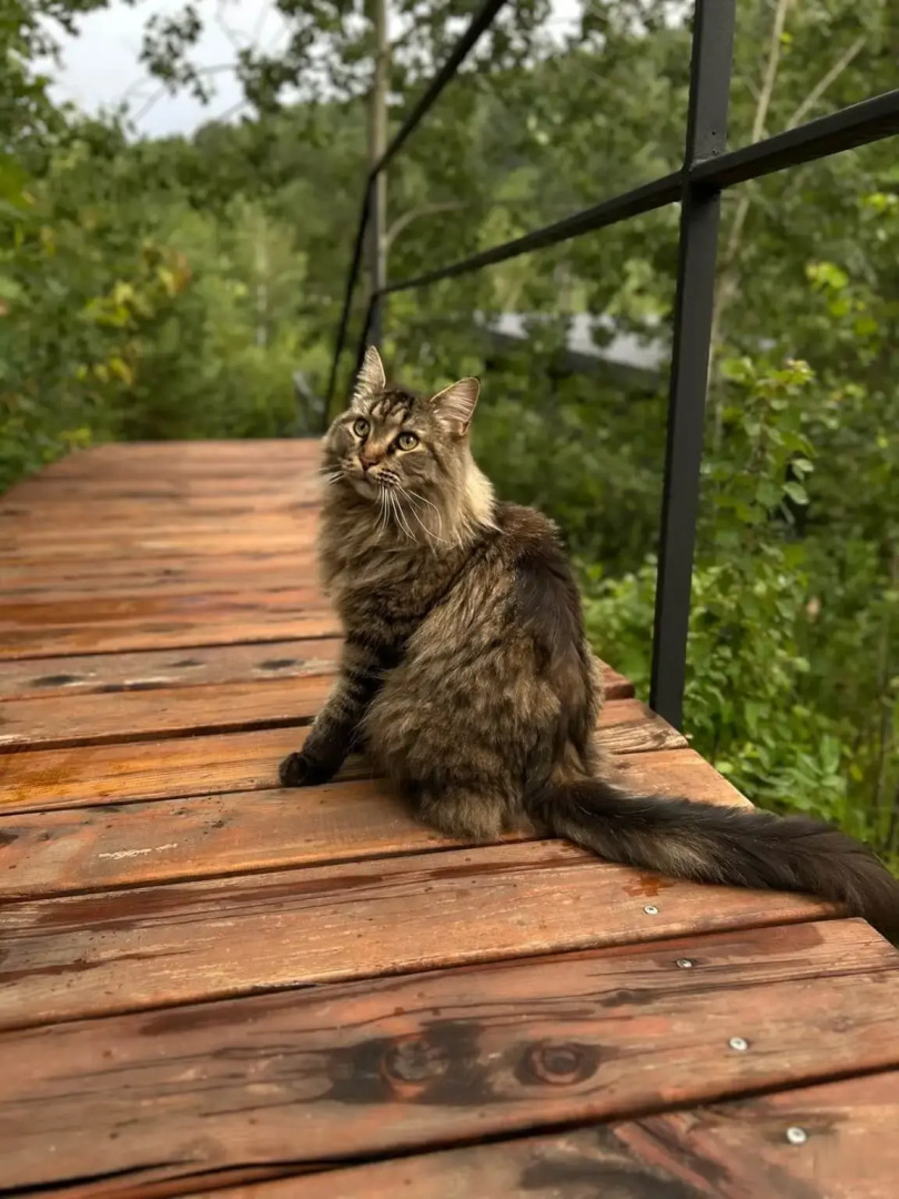 Гостевой дом 11 Гор Алтая