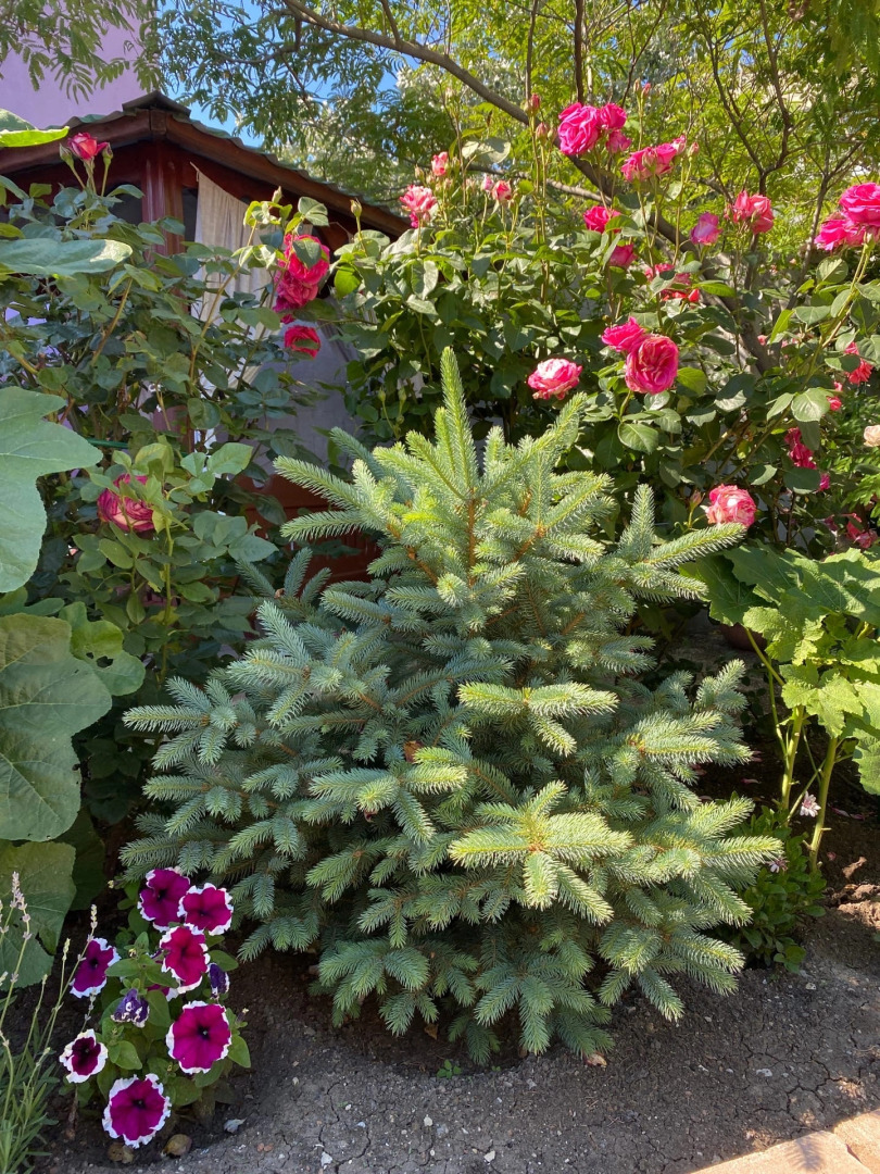 Гостевой Дом Фортуна