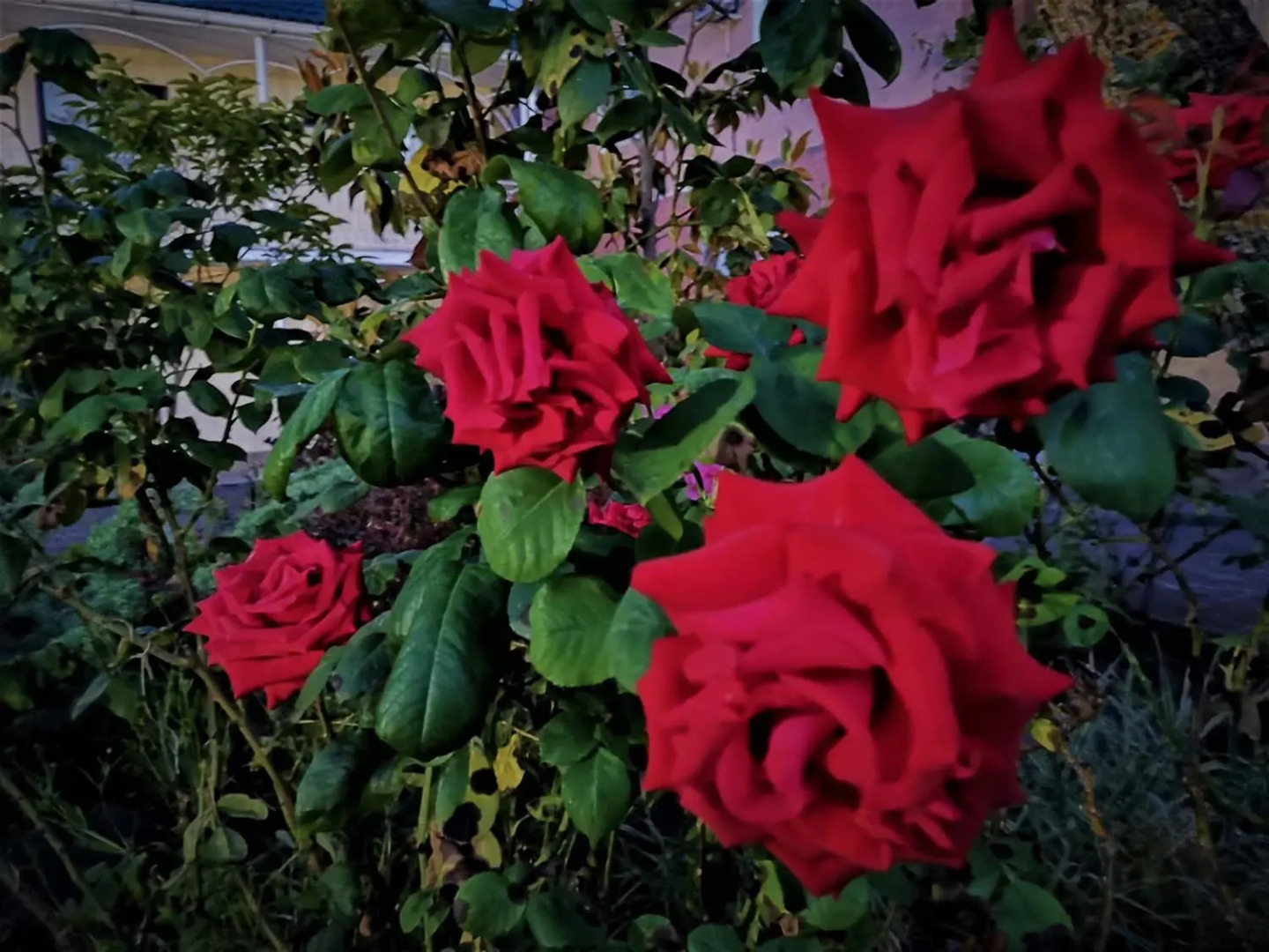 Курортный отель Орхидея