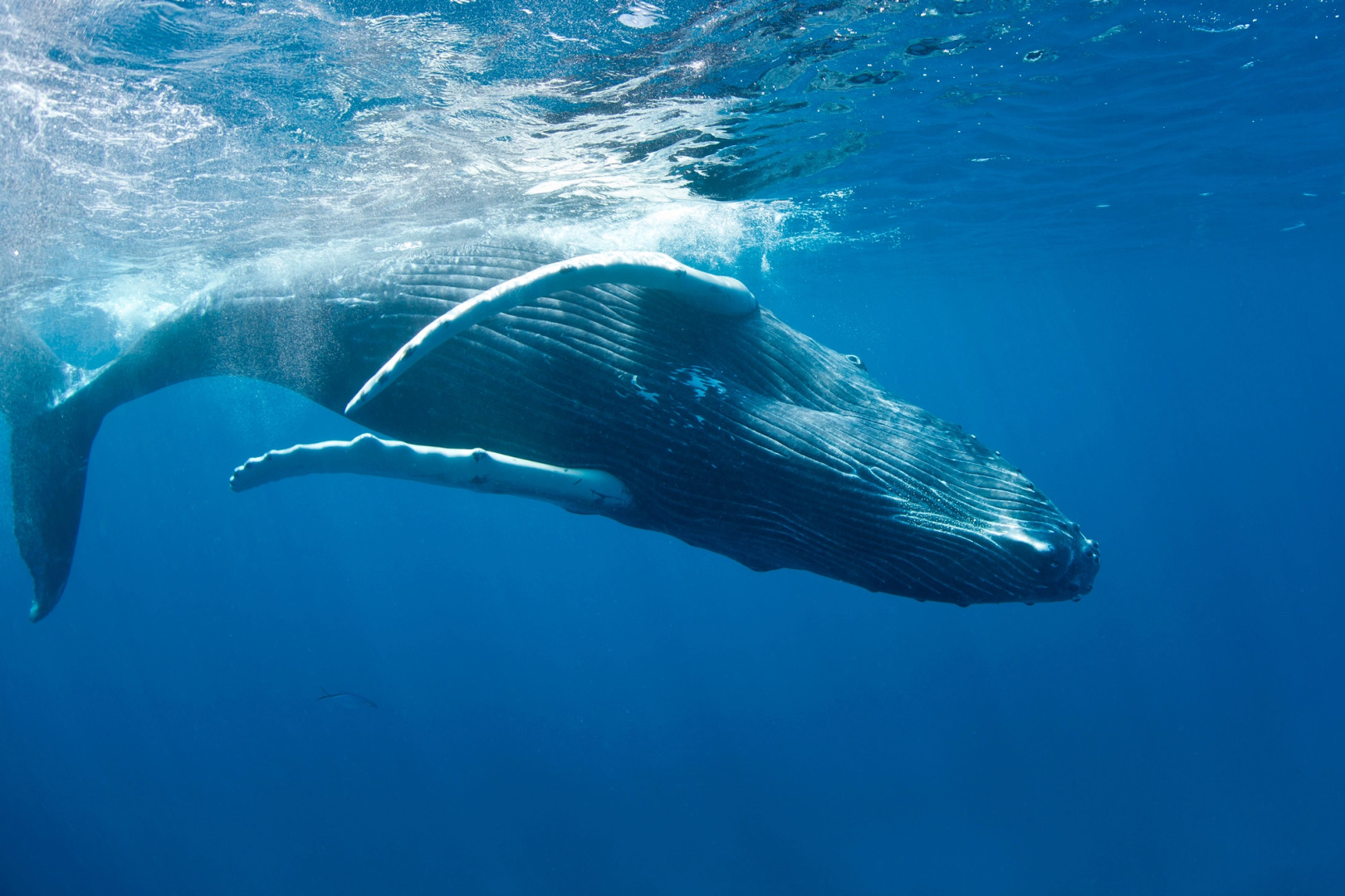 Апарт-Отель The Palm Beach Luxury Condo