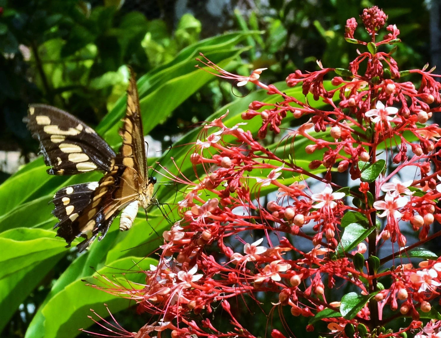 Отель Village do Dendê Garden Guesthouse and Bungalows