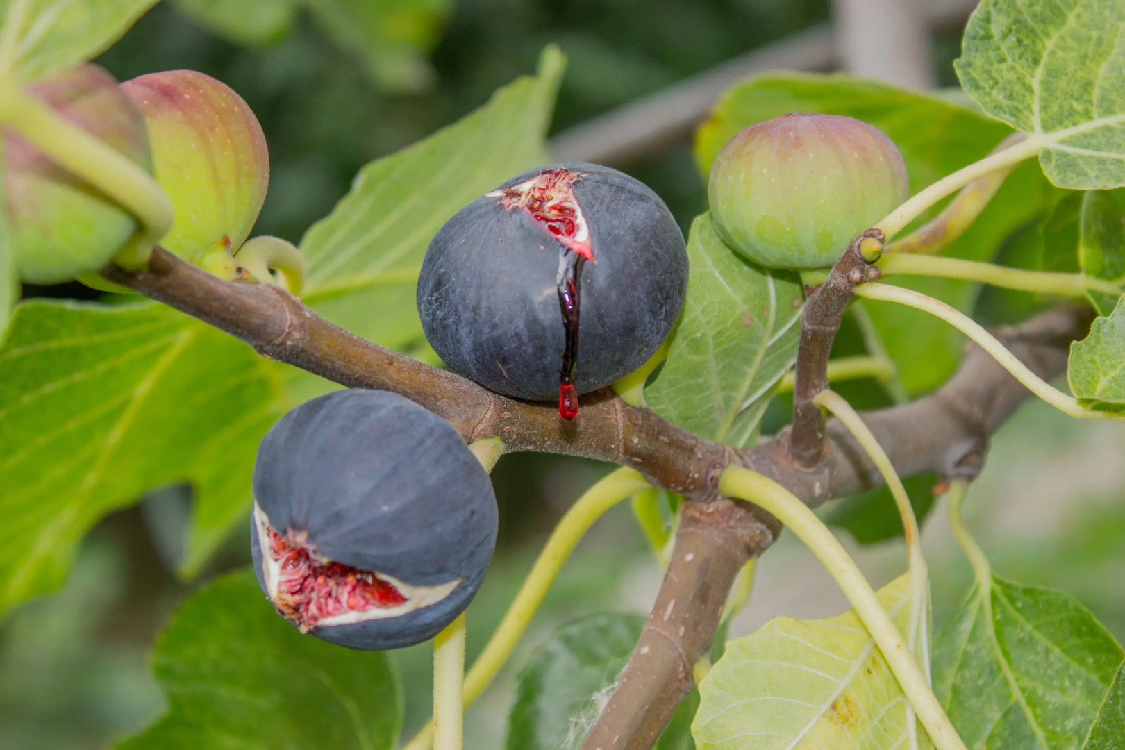 Гостевой дом София