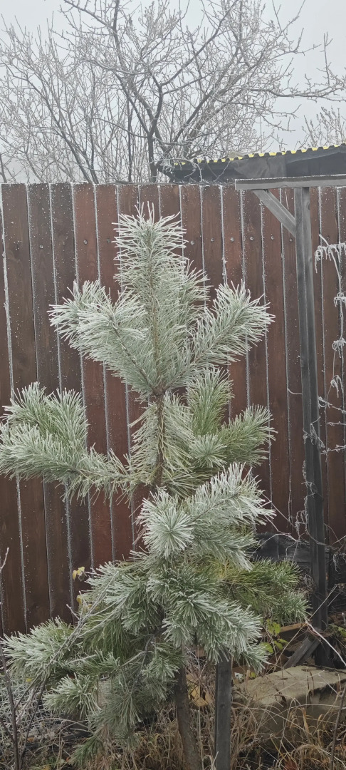 Частный Дом в Аренду А-Шалаш у Сосны