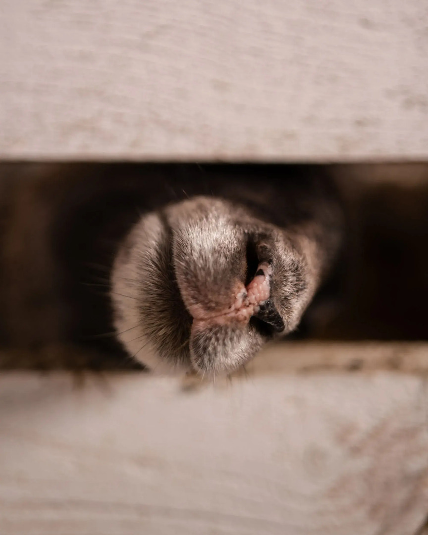 Частный дом Панорамные мини-домики на ферме Nomad Houses в Браславе