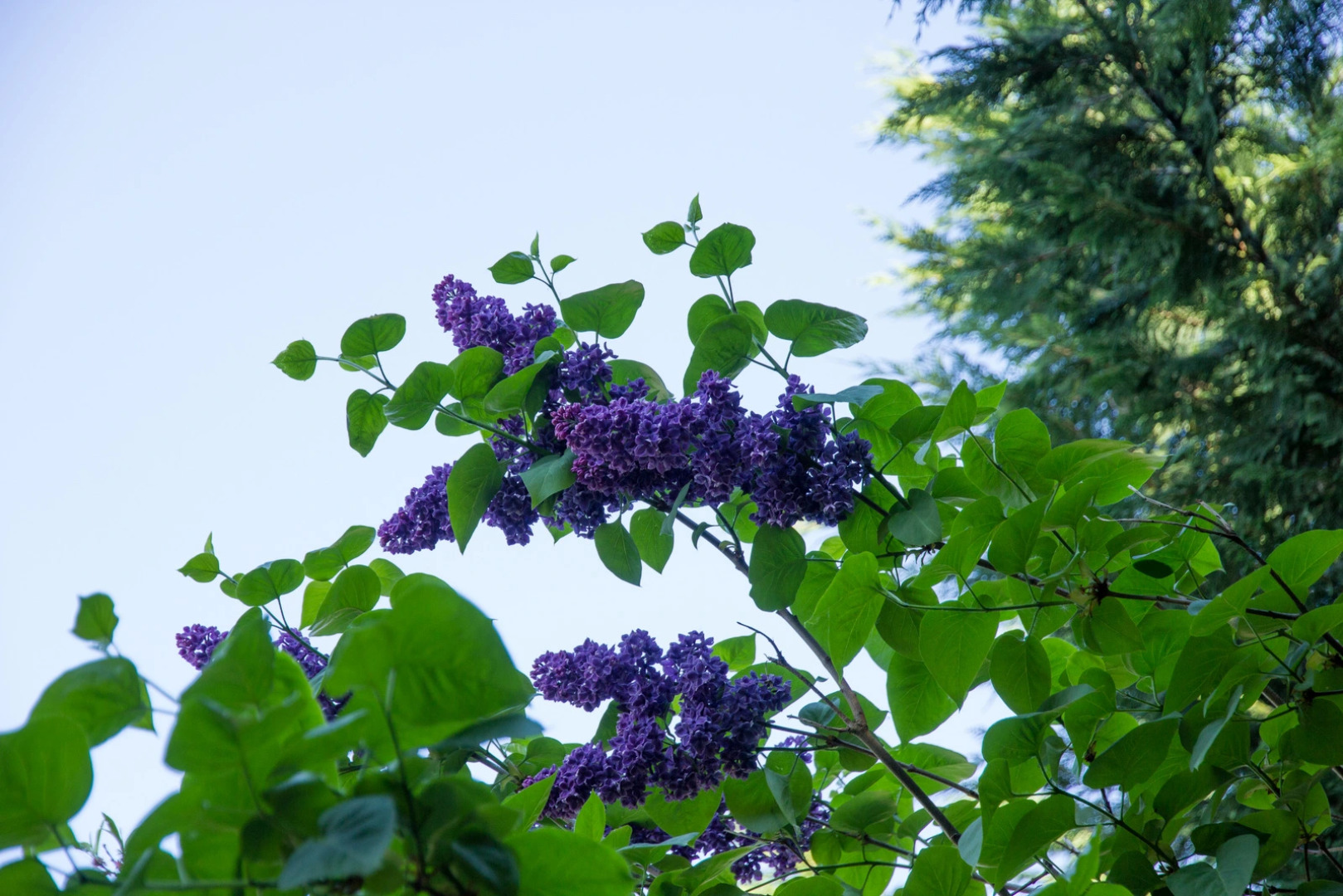 Меблированные комнаты Вилла Северин