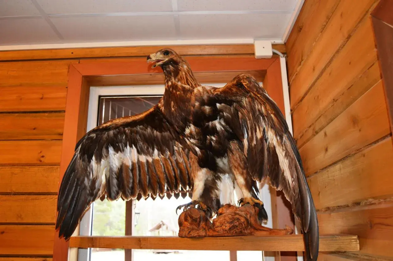 Отель Лесной отель Вегарус