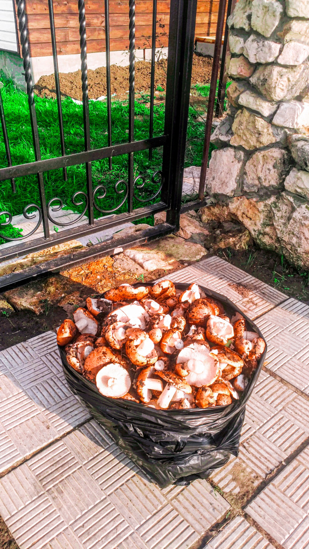 Гостевой дом Два белых льва на Дону