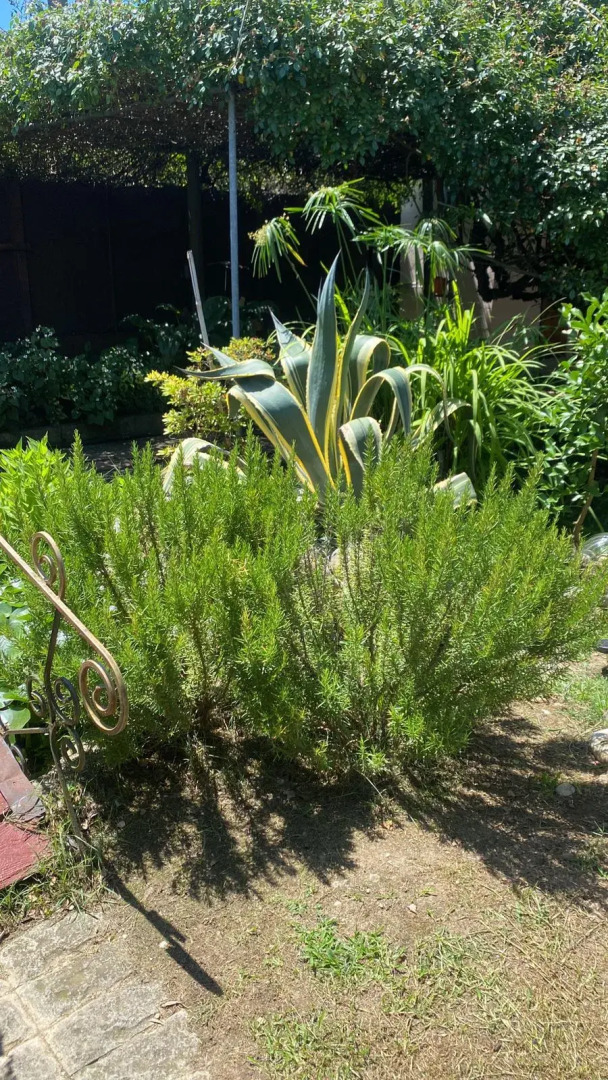 Гостевой Дом Гостевые Домики Гудаута