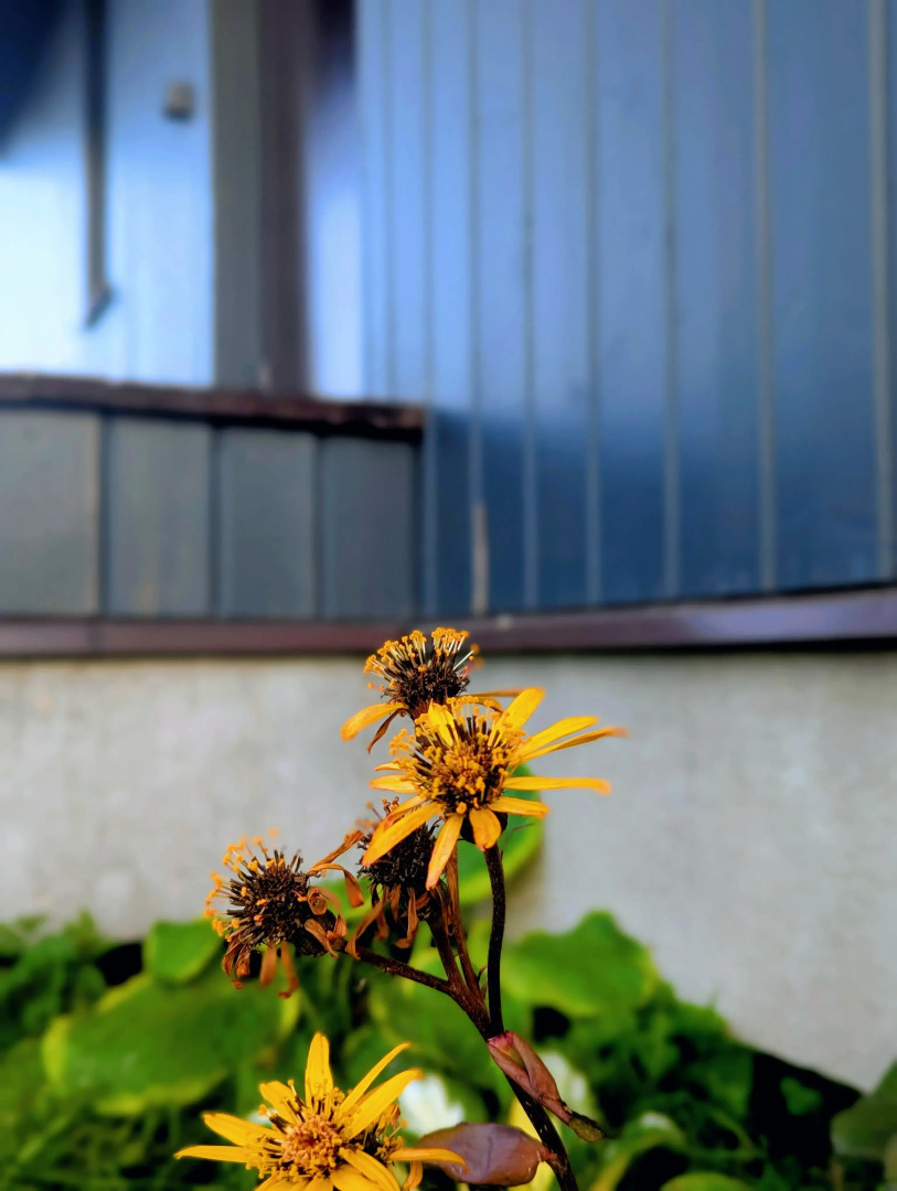 Бунгало Дачный Комплекс ДипДача