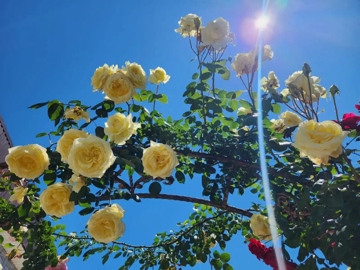 Апартаменты в Сириусе с видом на море и Олимпийский парк