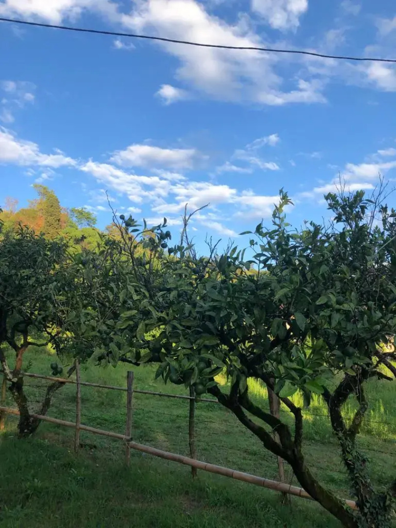 Гостевой Дом Дендропарк