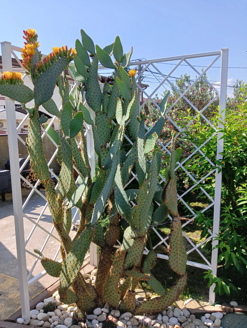 Гостевой Дом Орел-Изумруд