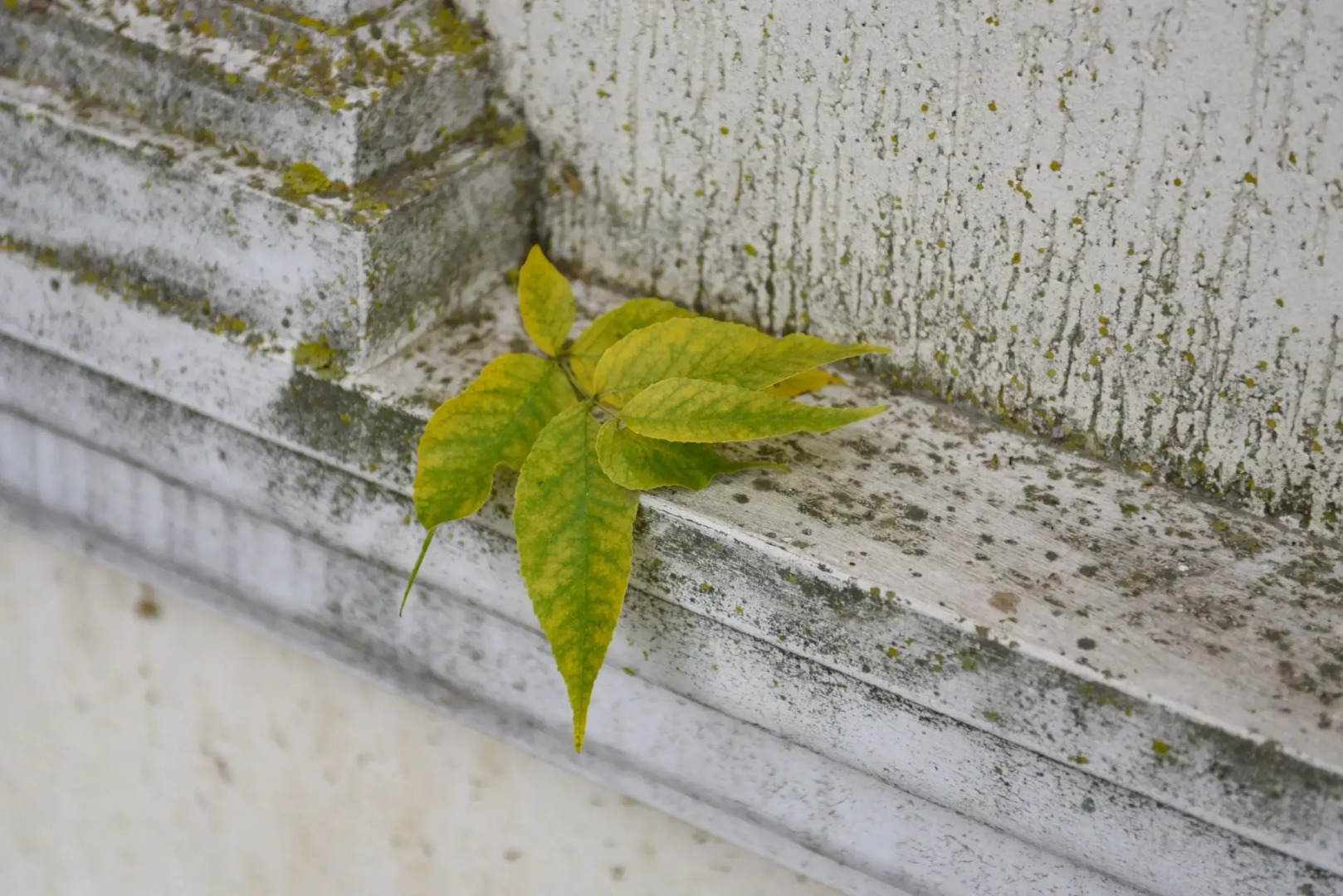 Гостиница «Старый город»